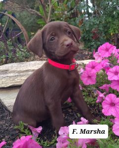 Marsha Labrador Retriever
