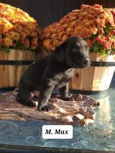Max Labrador Retriever