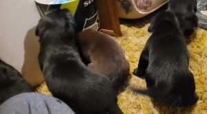 Labrador Puppies For Sale