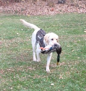 3 yr old trained male lab