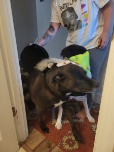 Black lab mix needs new home
