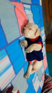 Selling my puppy because I am going to foreign