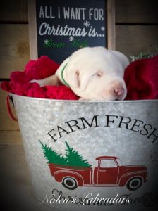 AKC Labrador Retriever Puppies