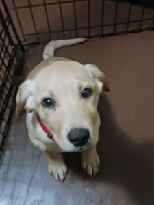 Beautiful Labrador Puppy