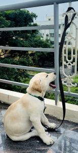 3months healthy Lab for sale