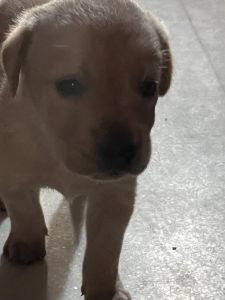 Labrador Retriever male and female