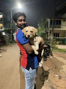 Labrador puppy for sale