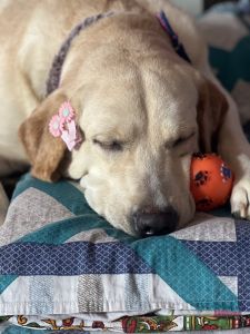 Sell my Labrador puppy female 1 year old