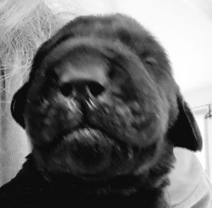 JUST IN TIME FOR CHRISTMAS. BLACK LAB PUPPIES