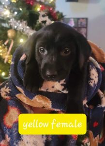 Purebred AKC Black Labrador Puppy