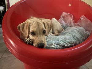 Hello, We have Labrador dog ( LUCY) for sale as we are moving out