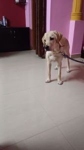 Need to sell Lab dog of 6 months