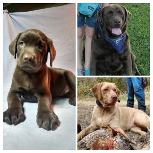 Chocolate English Labrador Puppies