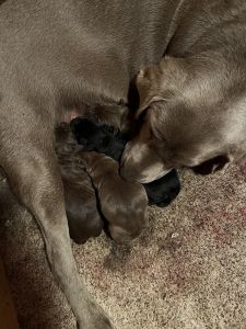 AKC Labrador retriever’s