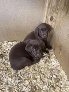Chocolate lab puppies