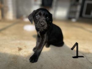 Black Lab Puppies