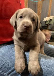 AKC Labrador Retrievers