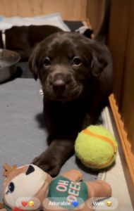 Beautiful AKC chocolate lab puppies