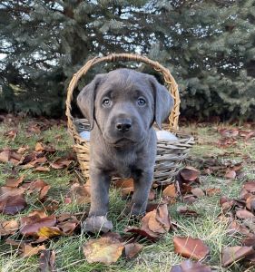AKC Registered Labrador retrievers