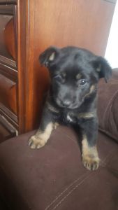 Labrador retriever mix