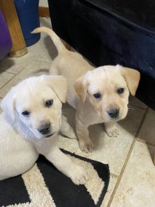 lab puppies