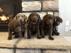 Champion AKC Silver & Chocolate Labs