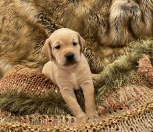 Beige Girl born 12/14/22