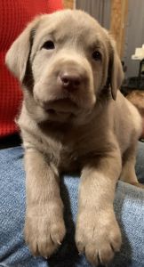 AKC Labrador retrievers
