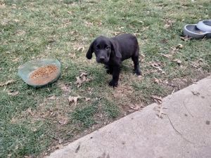 AKC Lab puppies