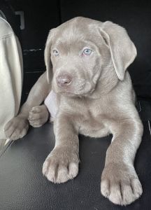 AKC Registered Labrador retrievers