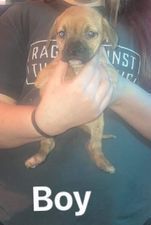 Red Nosed Pitbull/ Lab 8 week old puppies