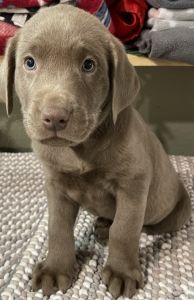 AKC Chocolate Lab Puppies