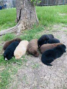 Labrador puppies