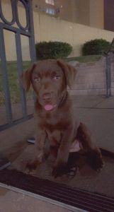 Loving Puppy for sell