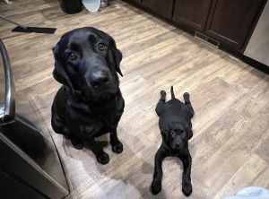 Black Lab puppies