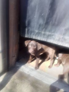 Labrador retriever ready