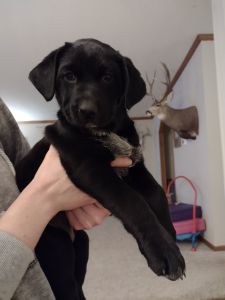 Lab/blue heeler puppy for sale