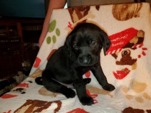 AKC registered Lab puppies