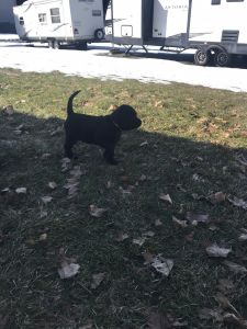Lab/Drahtharr ( Labadrshth) puppies