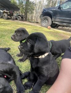 AKC lab puppies