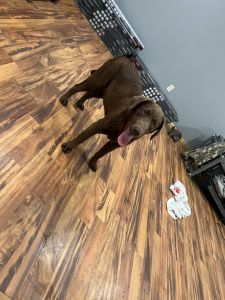 Chocolate Lab male pup