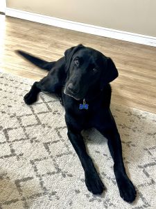 My good boy Banjo needs a good home.