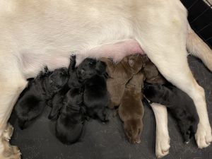 Lab puppies DOB 4/13/23