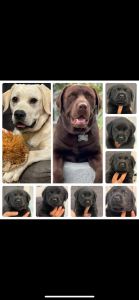 AKC Labrador puppies