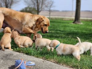 AKC Yellow Labs