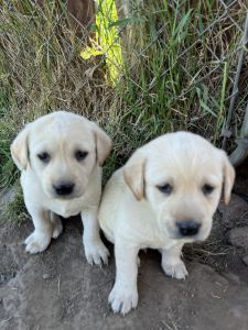 AKC YELLOW LAB PUPPIES