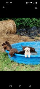 Looking for a forever home