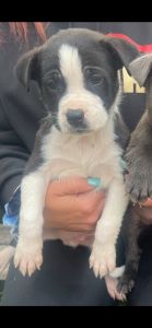 Lab/pit puppies ready for rehoming