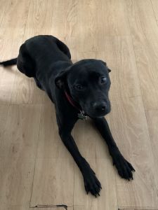 Loving Lab/ Pitt Mix great for family pet or breed lovers