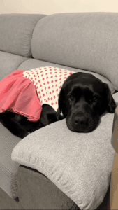 13 Months Old Labrador For Sale